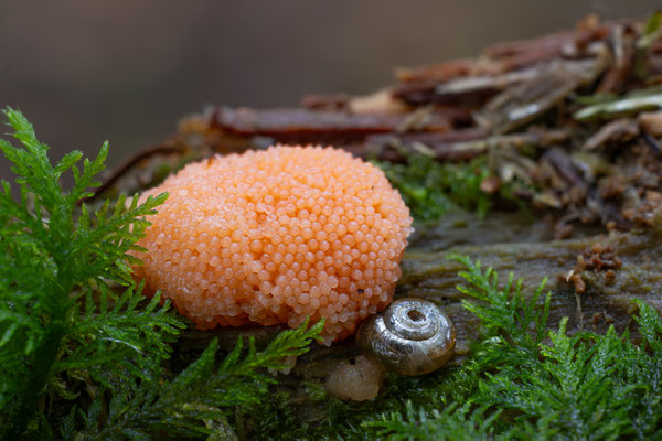 Fischeierschleimpilz