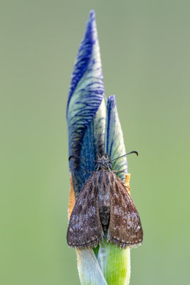 Kronwicken-Dickkopffalter (Erynnis tages) 