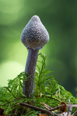 Duftender Gürtelfuß (Cortinarius Flexipes ) Giftig!