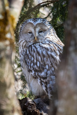 Habichtskauz (Strix uralensis) 
