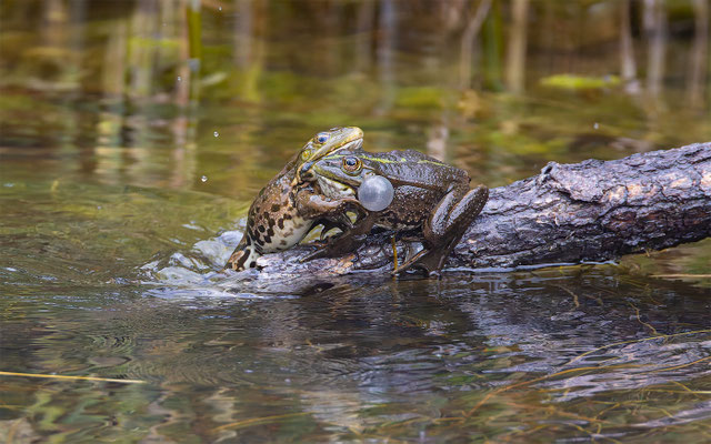 Teichfrosch (Pelophylax „esculentus“) 