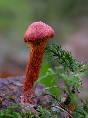 Hutroter Hautkopf ( Cortinarius Sanguineus ) Stark Giftig! 