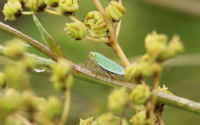 Binsenschmuckzikade (Cicadella viridis) 