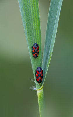 Gemeine Blutzikade (Cercopis vulnerata) 