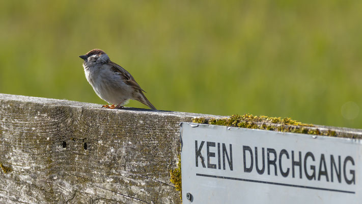 Feldsperling (Passer montanus)