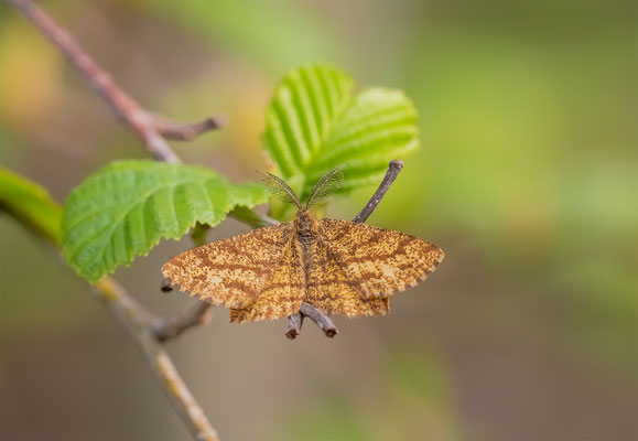 Heidespanner (Ematurga atomaria) Männchen