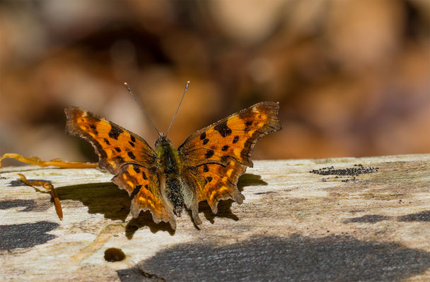 C-Falter (Polygonia c-album)