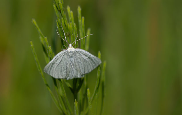 Hartheu-Spanner (Siona lineata) 