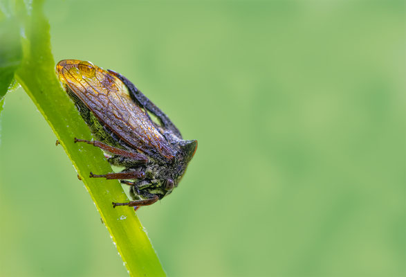 Dornzikade (Centrotus cornutus) 