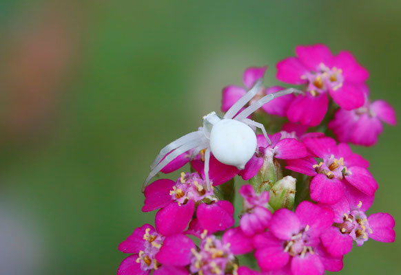 Veränderliche Krabbenspinne( Misumena vatia )