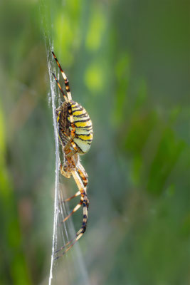 Wespenspinne (Argiope bruennichi ) 