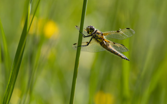 Vierfleck (Libellula quadrimaculata) 