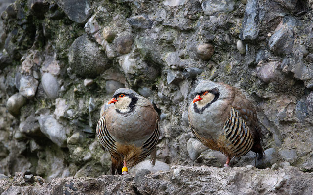 Alpensteinhuhn 