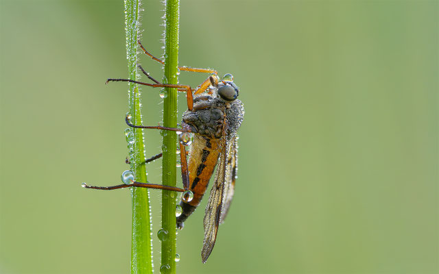 Schnepfenfliegen (Rhagionidae)