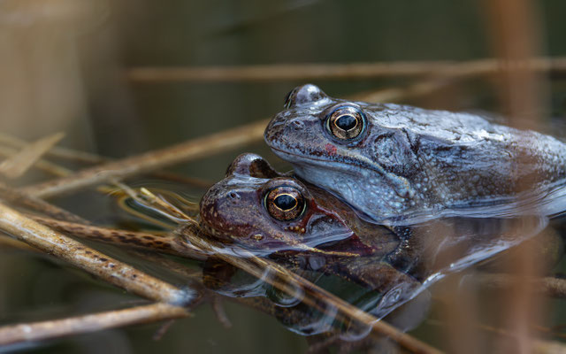 Grasfrosch (Rana temporaria )