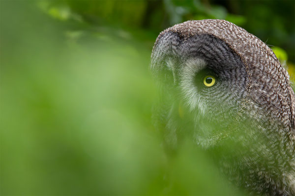 Bartkauz (Strix nebulosa) 