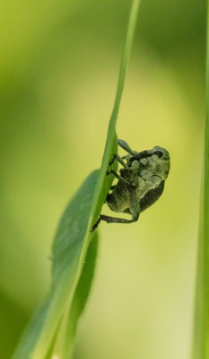 Weisspunktiger-Schwertlilienrüssler