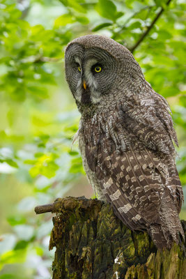 Bartkauz (Strix nebulosa) 