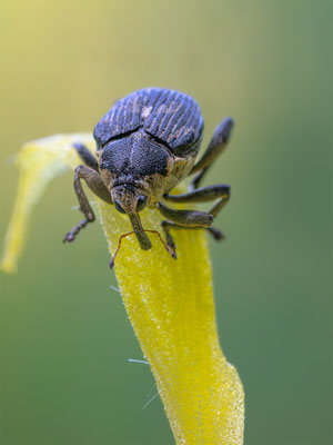 Weisspunktiger-Schwertlilienrüssler