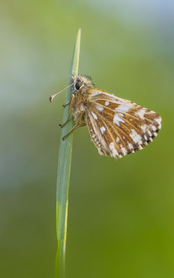 Roter Würfel Dickkopf (Spialia sertorius) 