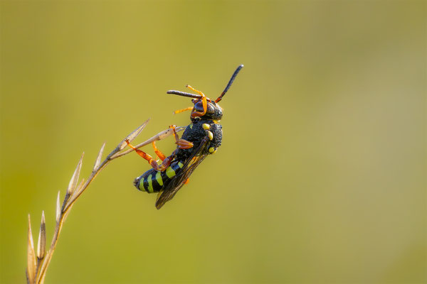 Wespenbiene (Nomada)