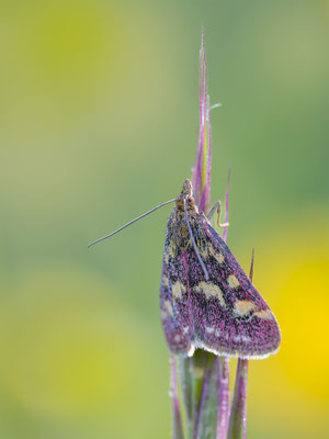 Purpurroter Zünsler (Pyrausta purpuralis) 