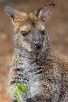 Wallaby