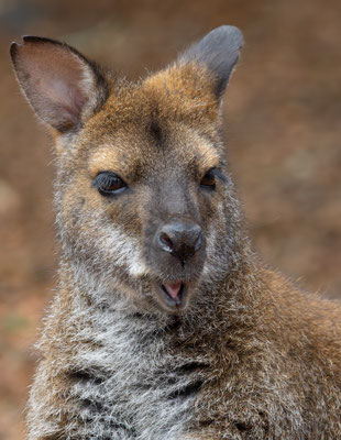 Wallaby