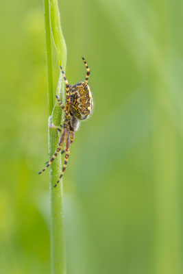 Eichblatt-Radspinne ( Aculepeira ceropegia )
