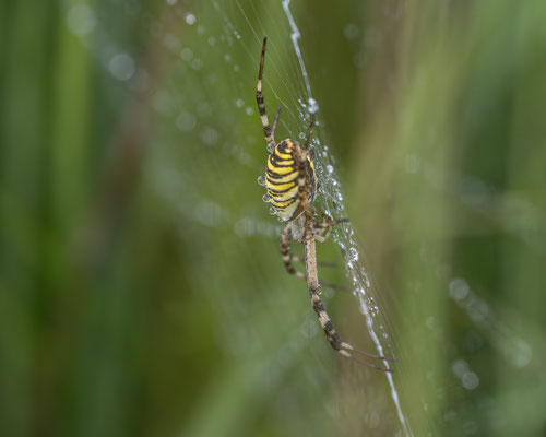 Wespenspinne (Argiope bruennichi ) 