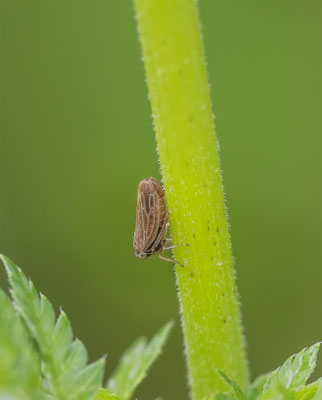Wiesenschaum-Zikade (Philaenus spumarius)