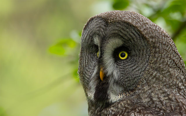 Bartkauz (Strix nebulosa) 
