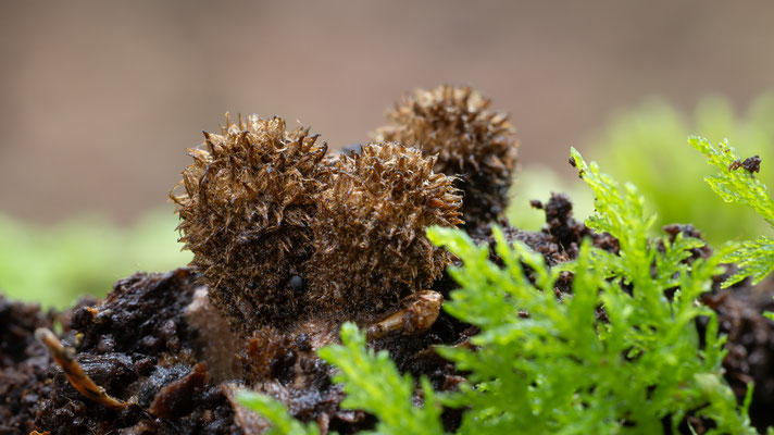 Gestreifter Teuerling