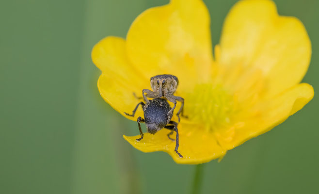 Weisspunktiger-Schwertlilienrüssler