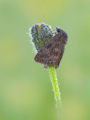 Kronwicken-Dickkopffalter (Erynnis tages) 
