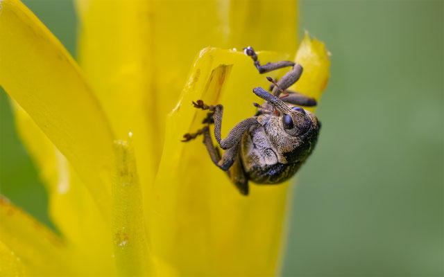 Weisspunktiger-Schwertlilienrüssler