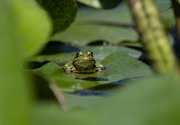 Teichfrosch (Pelophylax „esculentus“) 