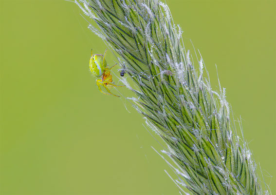 Kürbisspinne ( Araniella cf. cucurbitina )