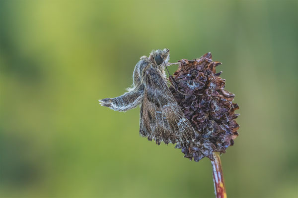 Malven-Dickkopffalter (Carcharodus alceae) 