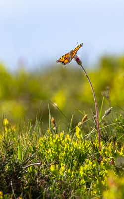Kleiner Fuchs (Aglais urticae) 