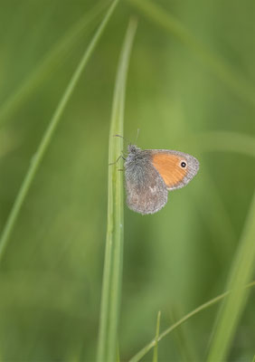 Kleines Wiesenvögelchen (Coenonympha pamphilus) 