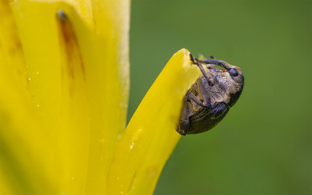 Weisspunktiger-Schwertlilienrüssler