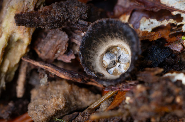 Gestreifter Teuerling