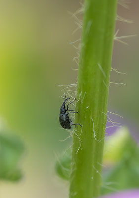 Malven Spitzmausrüssler