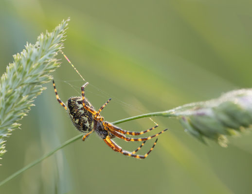 Eichblatt-Radspinne ( Aculepeira ceropegia )