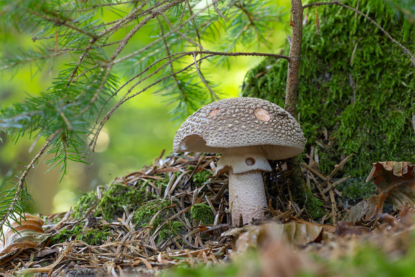 Perlpilz ( Amanita Rubescens ) 