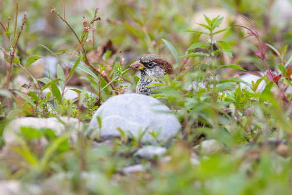 Haussperling (Passer domesticus)