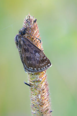 Kronwicken-Dickkopffalter (Erynnis tages) 