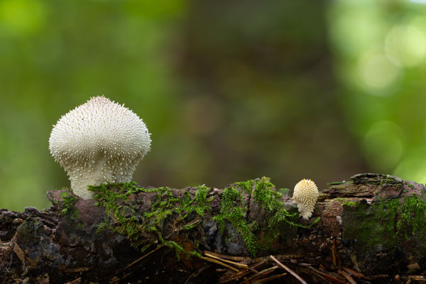 Flaschen-Stäubling (Lycoperdon perlatum) 