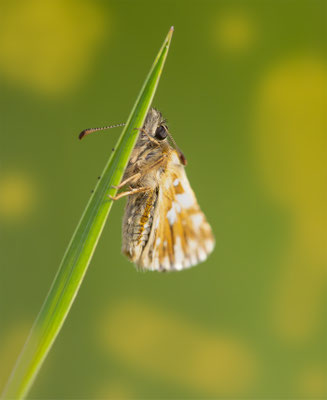 Roter Würfel Dickkopf (Spialia sertorius) 